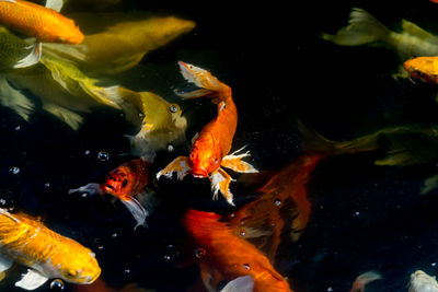 View of koi fish in water