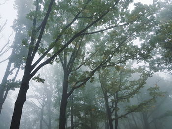 Low angle view of sunlight streaming through trees in forest