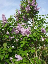 Close-up of pink flowering plant against sky