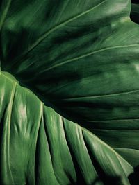 Full frame shot of green leaves