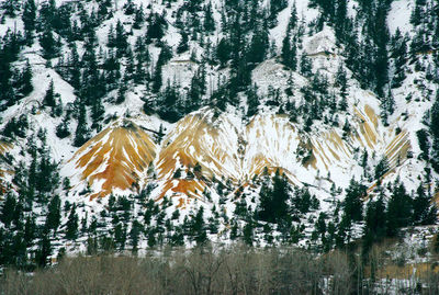 Pine trees in forest during winter