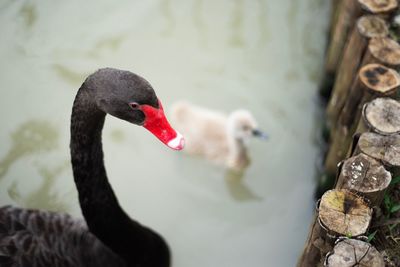 Black swan in a lake