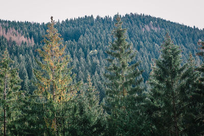 Pine trees in forest against clear sky