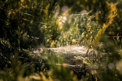 Close-up of spider on web