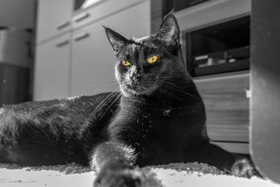 Close-up portrait of black cat at home