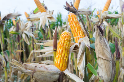 Close-up of corns on field