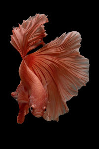 Close-up of siamese fighting fish against black background