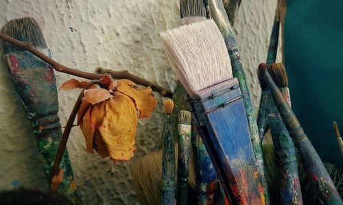 Close-up of plants against wall