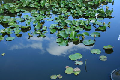 Lotus water lily leaves in lake