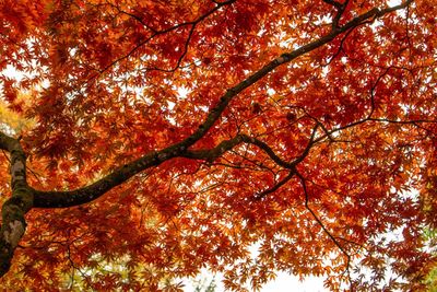 Low angle view of maple tree in forest during autumn