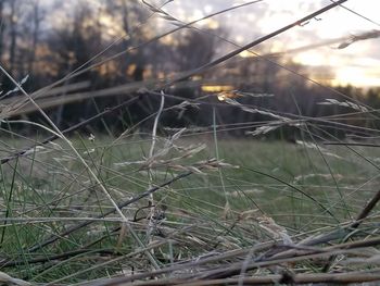 Twigs on grassy field