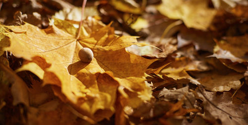 Close-up of dry leaves