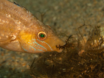 Close-up of fish swimming in sea