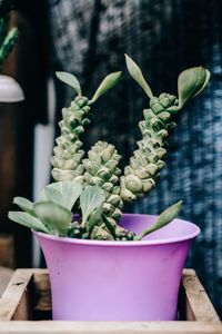 Close-up of succulent plant in pot