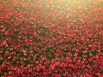 Full frame shot of red flowers