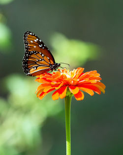 Close-up of butterfly pollinating on flower