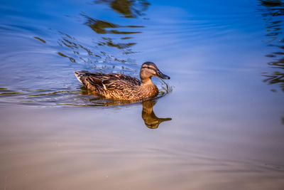 Mallard duck swimming on lake