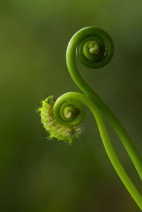 Green caterpillar on fern