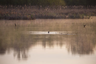 Pied-billed grebe in spring plumage floating in tranquil lake bordered by reeds 
