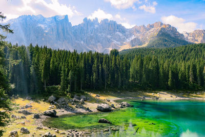 Panoramic view of pine trees against sky