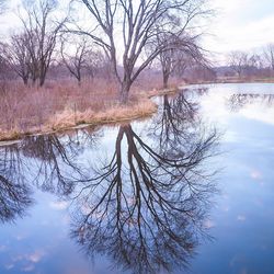 Reflection of trees in calm lake