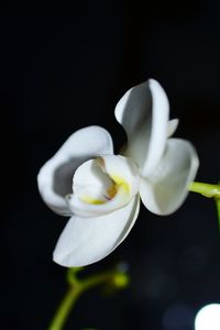 Close-up of white flowers