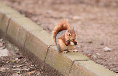 Close-up of eurasian red squirrel eating nut