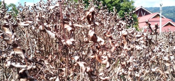 Close-up of plants growing on field