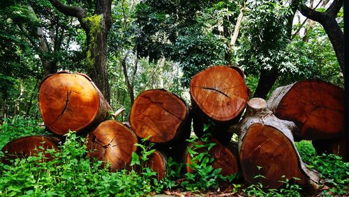 Stack of logs in forest