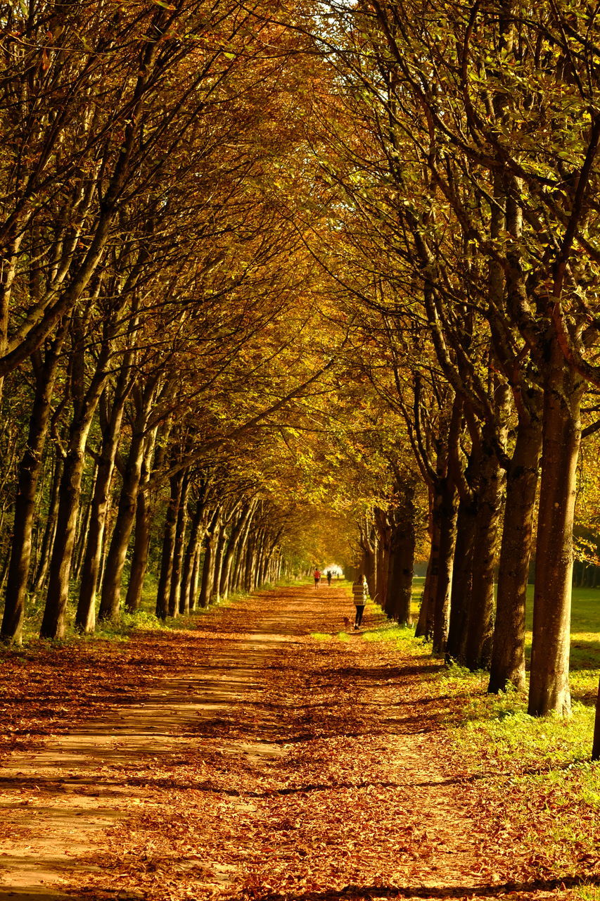 FOOTPATH AMIDST TREES