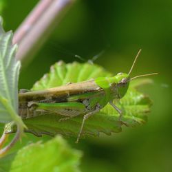 Close-up of insect on leaf