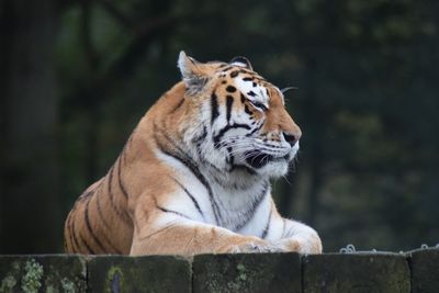 Close-up of tiger