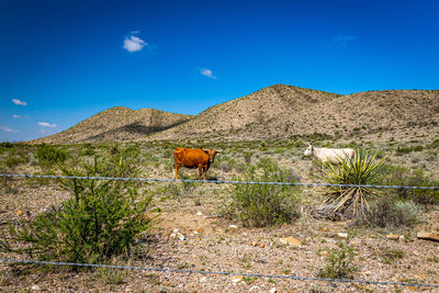 View of a horse on the road