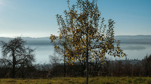 Trees on field by lake against sky