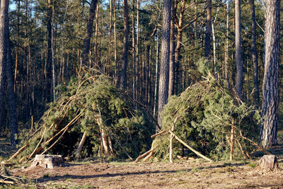 Pine trees in forest