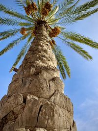 Low angle view of palm tree against blue sky