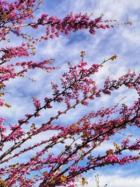 Low angle view of pink flowering tree against sky