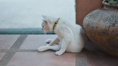 Dog looking away while sitting on footpath