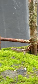 Moss growing on tree trunk