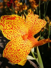 Close-up of orange flower