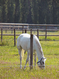 Horse grazing in field