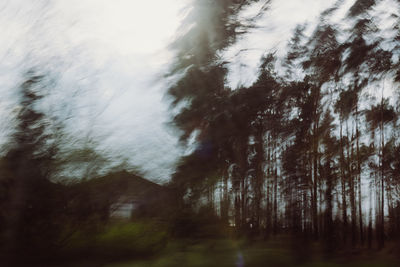 Low angle view of trees in forest against sky