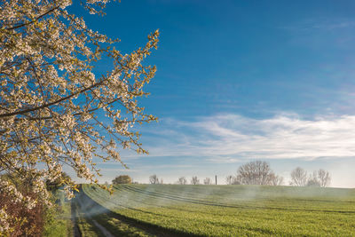 Trees on field against blue sky