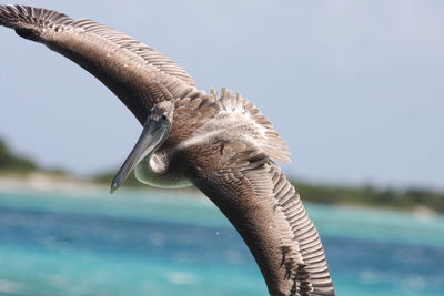 Close-up of pelican flying over sea