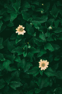 High angle view of flowering plant