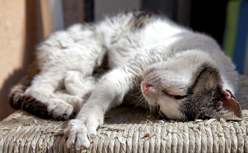 Close-up of a cat sleeping