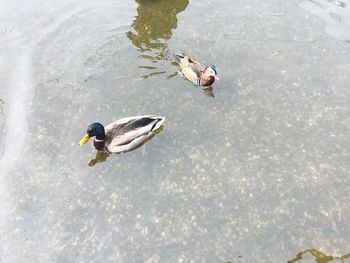 High angle view of ducks swimming in lake