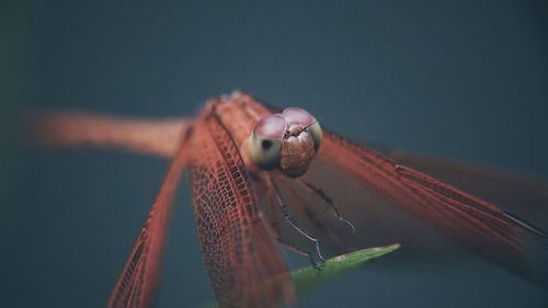 Close-up of insect on a blurred background