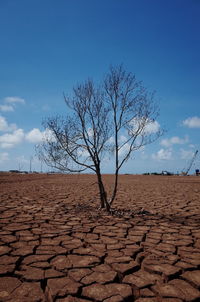 Bare trees on landscape against blue sky