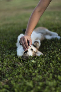 Cropped hand of woman holding dog mouth